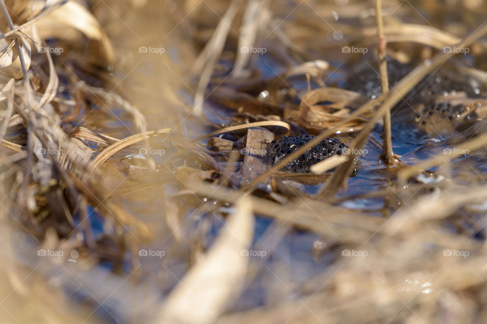 Frogspawn in water surrounded by previous years yellow reed leaf in the beginning of spring on a lake in Western Finland.