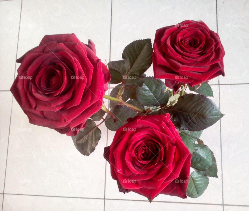 Rose, Love, Romance, Bouquet, Wedding