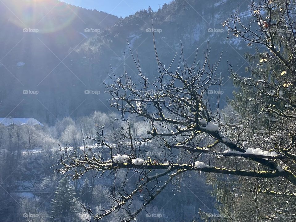 Snowy trees with sun