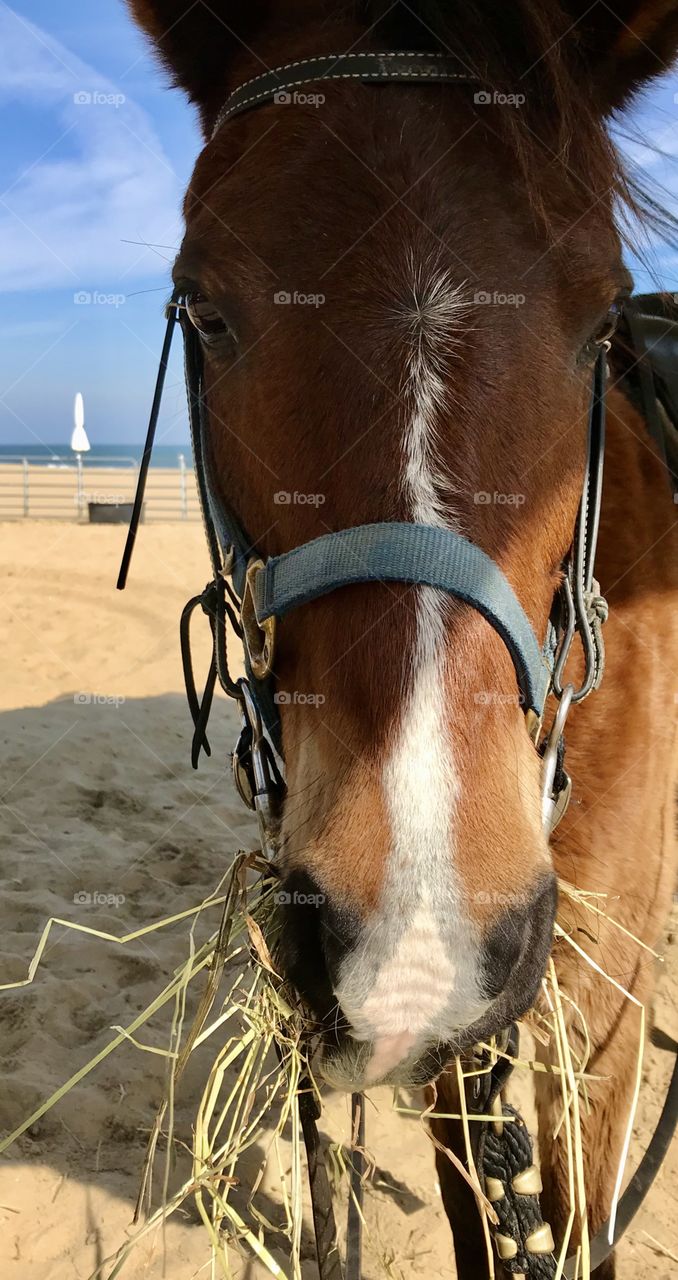 Hungry horse on the beach 