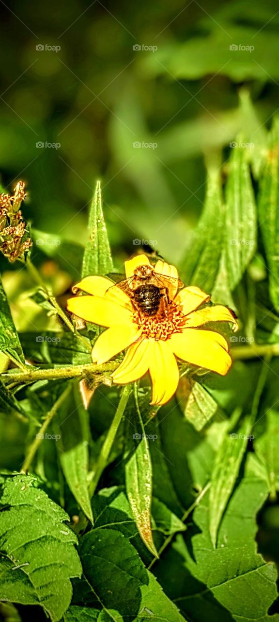 Sunflower with a Bee