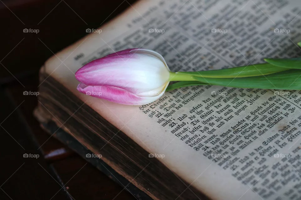 Altes Buch mit Tulpe