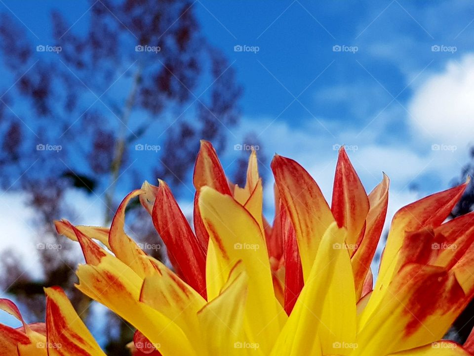 yellow and red flower head