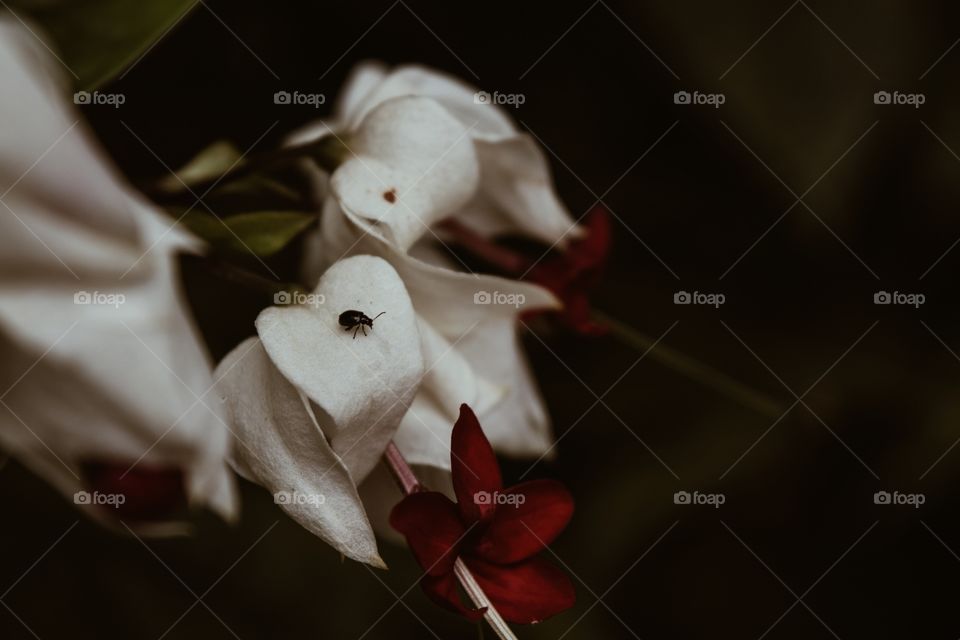 Red and white flowers