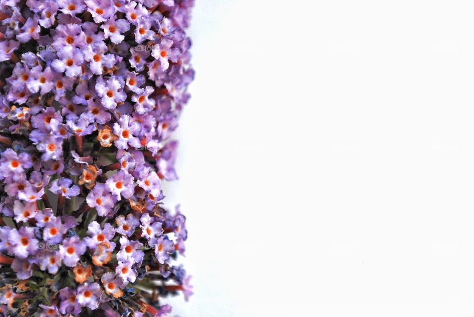 Small Purple flowers against white background 
