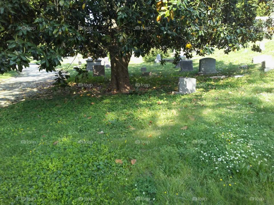 old graves around tree