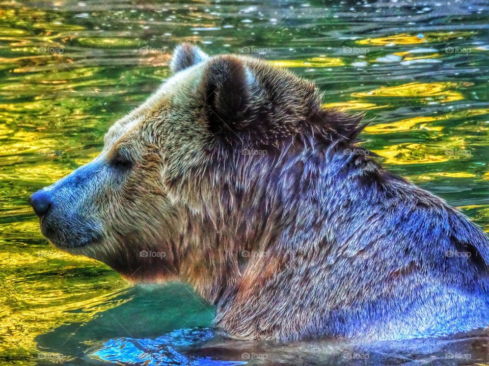 California Brown Bear