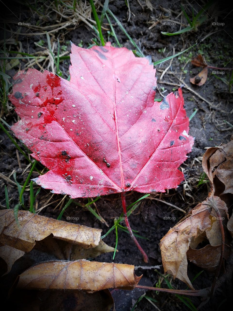 Maple leaf