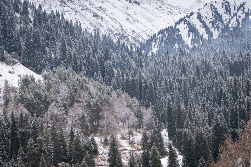 Snow on the mountain and pine forest at big Almaty lake Kazakhstan