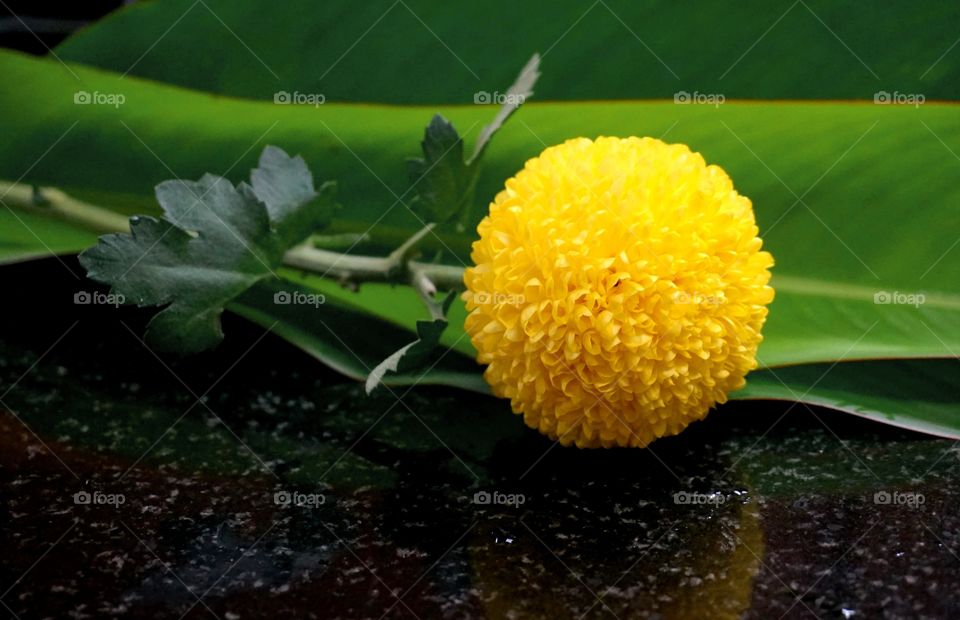 Chrysanthemum Ping pong 