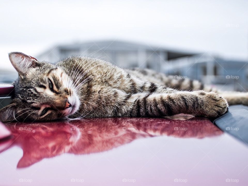 Tabby cat laying on a car making a reflection