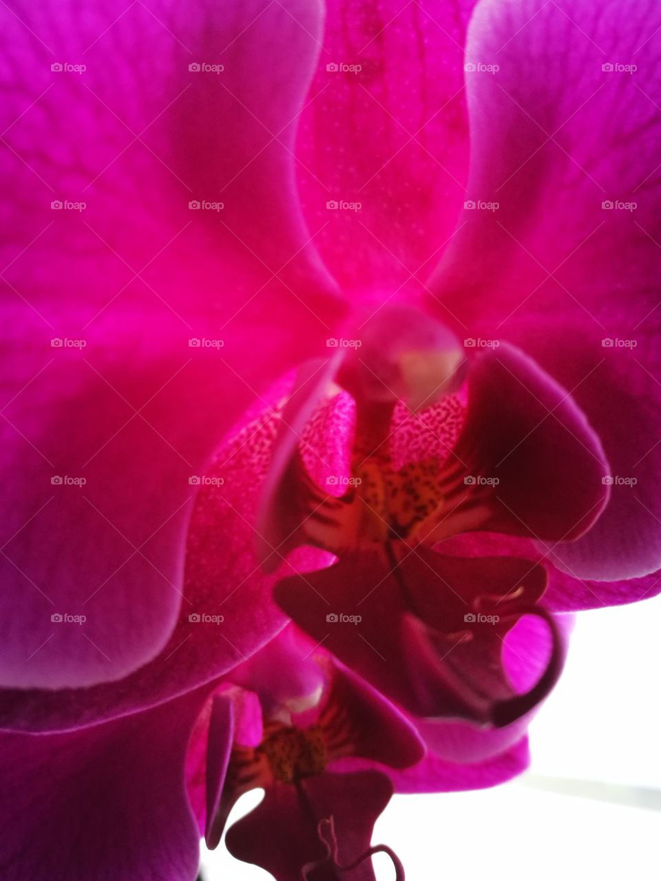 orchid head