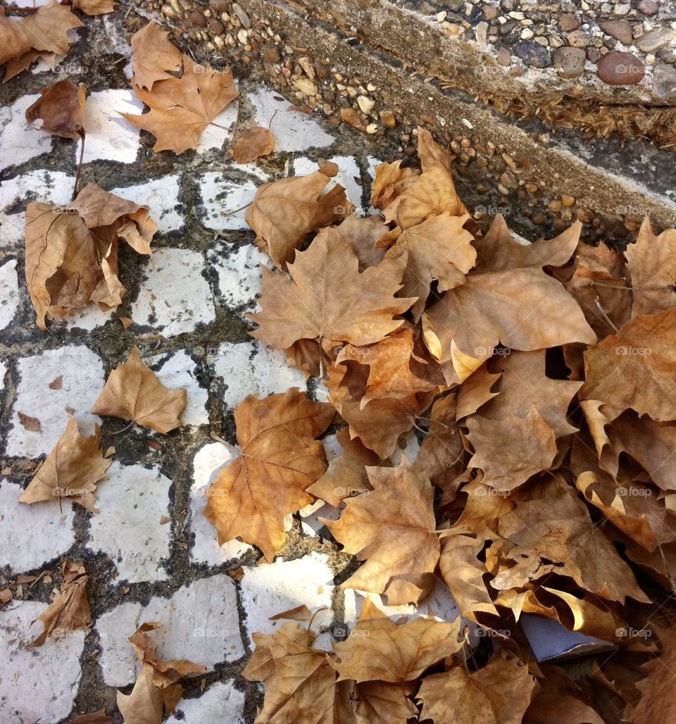 Leafs on the ground