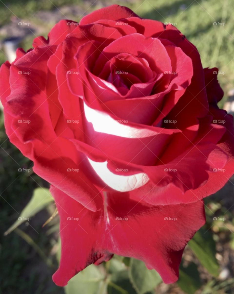 🌹 🇺🇸 Very beautiful flowers to brighten our day.  Live nature and its beauty. Did you like the delicate petals? / 🇧🇷 Flores muito bonitas para alegrar nosso dia. Viva a natureza e sua beleza. Gostaram das pétalas delicadas? 