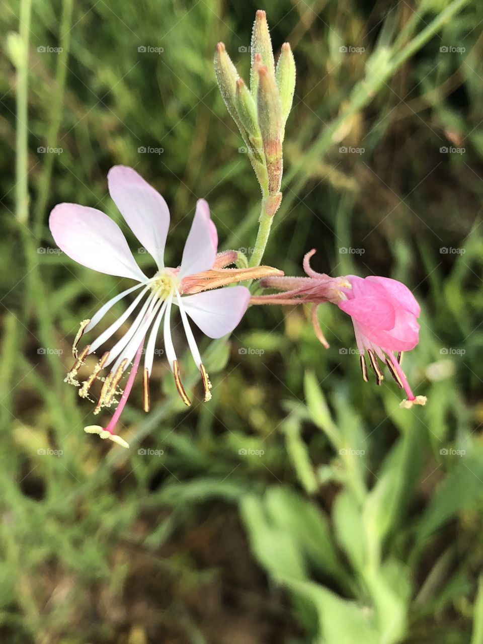Whit/pink flower
