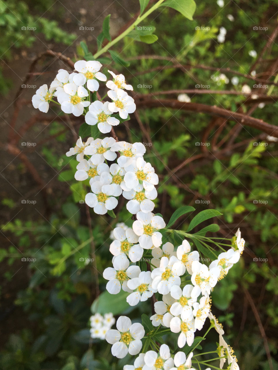 Small wild white flowers