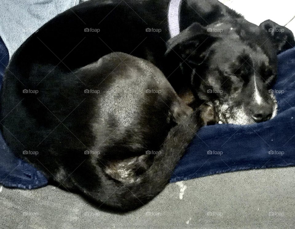 A cute dog tired, black and white pit bull mixed breed, sleeping on his bean bag chair, curled up, and snoring loudly.