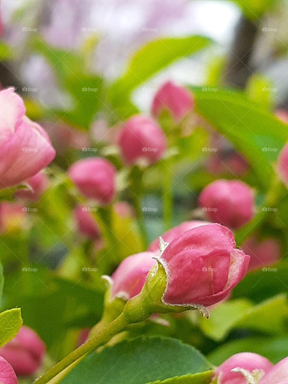 Spring Blossoms