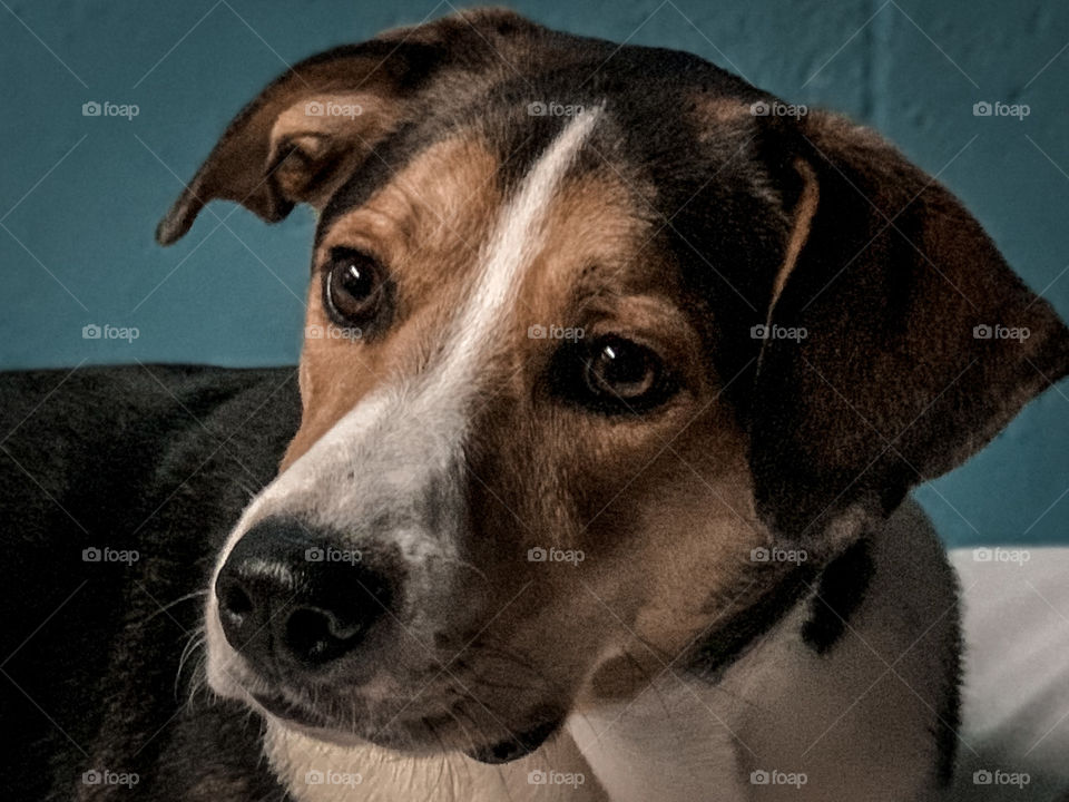 Portrait of my hound mix dog. 