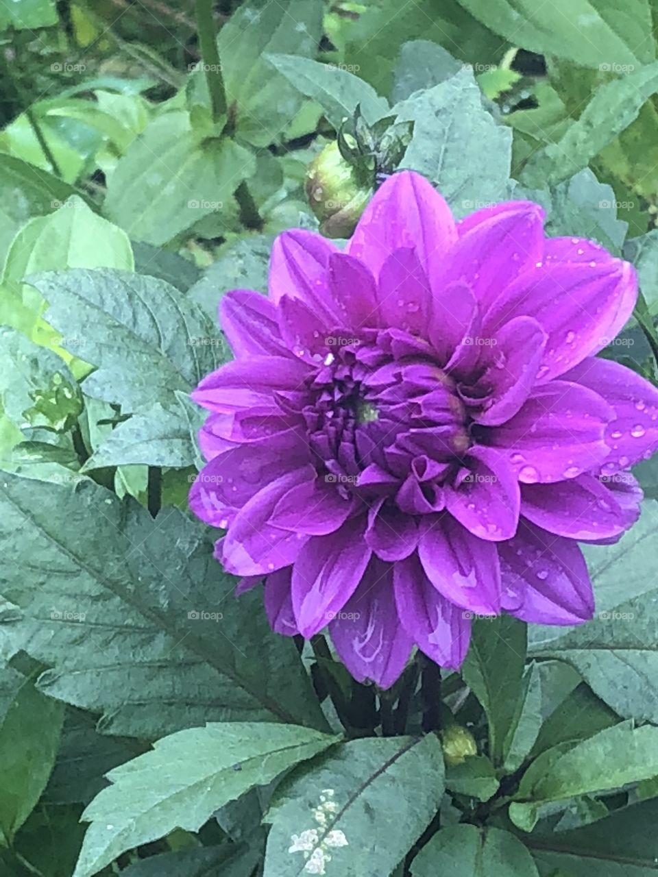 Beautiful, bright purple flower in bloom on a rainy day. Image was taken at the Brooklyn Botanical Gardens in Brooklyn, New York, during the fall. 