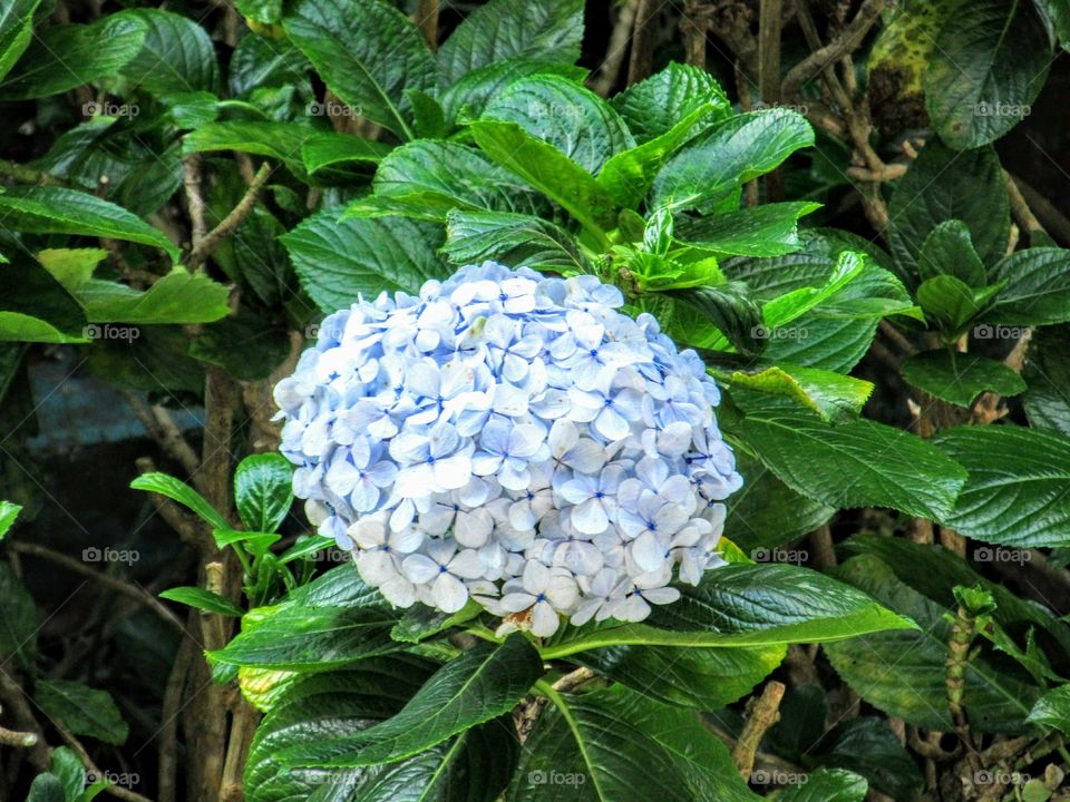 natural bouquet