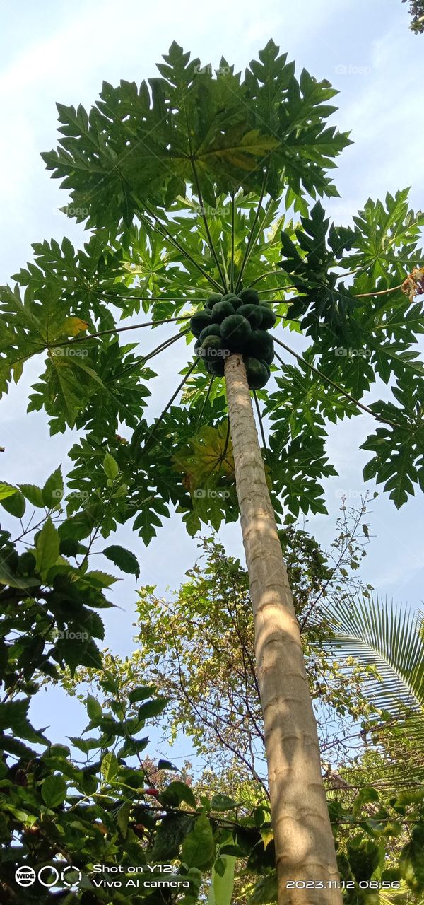 Papaya tree in the winters 🥶 season