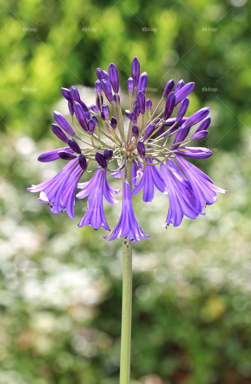 Agapanthus. A purple agapanthus flower in the sun.