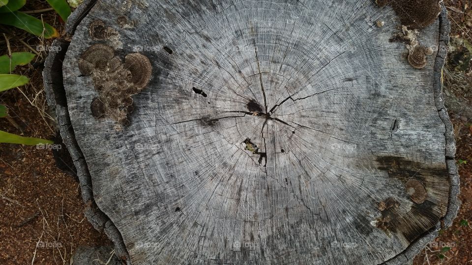 trunk with crack, old, mold