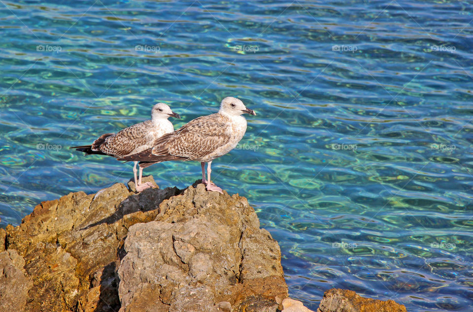 Seabirds on the rock