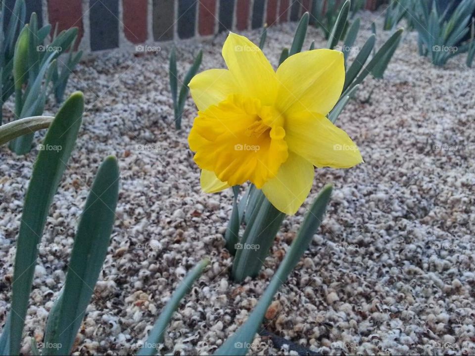 A single daffodil in a flowerbed
