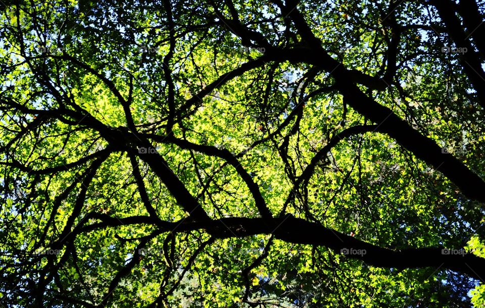 Forest Canopy