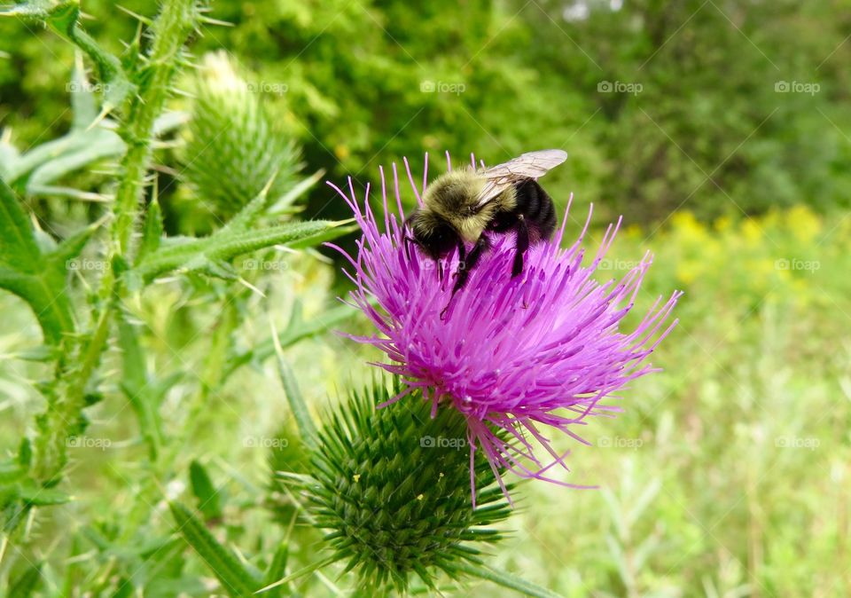 Bee on a thistle. Bee on a thistle