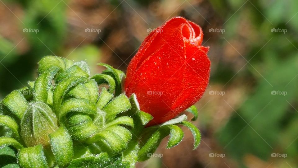Turks cap flower