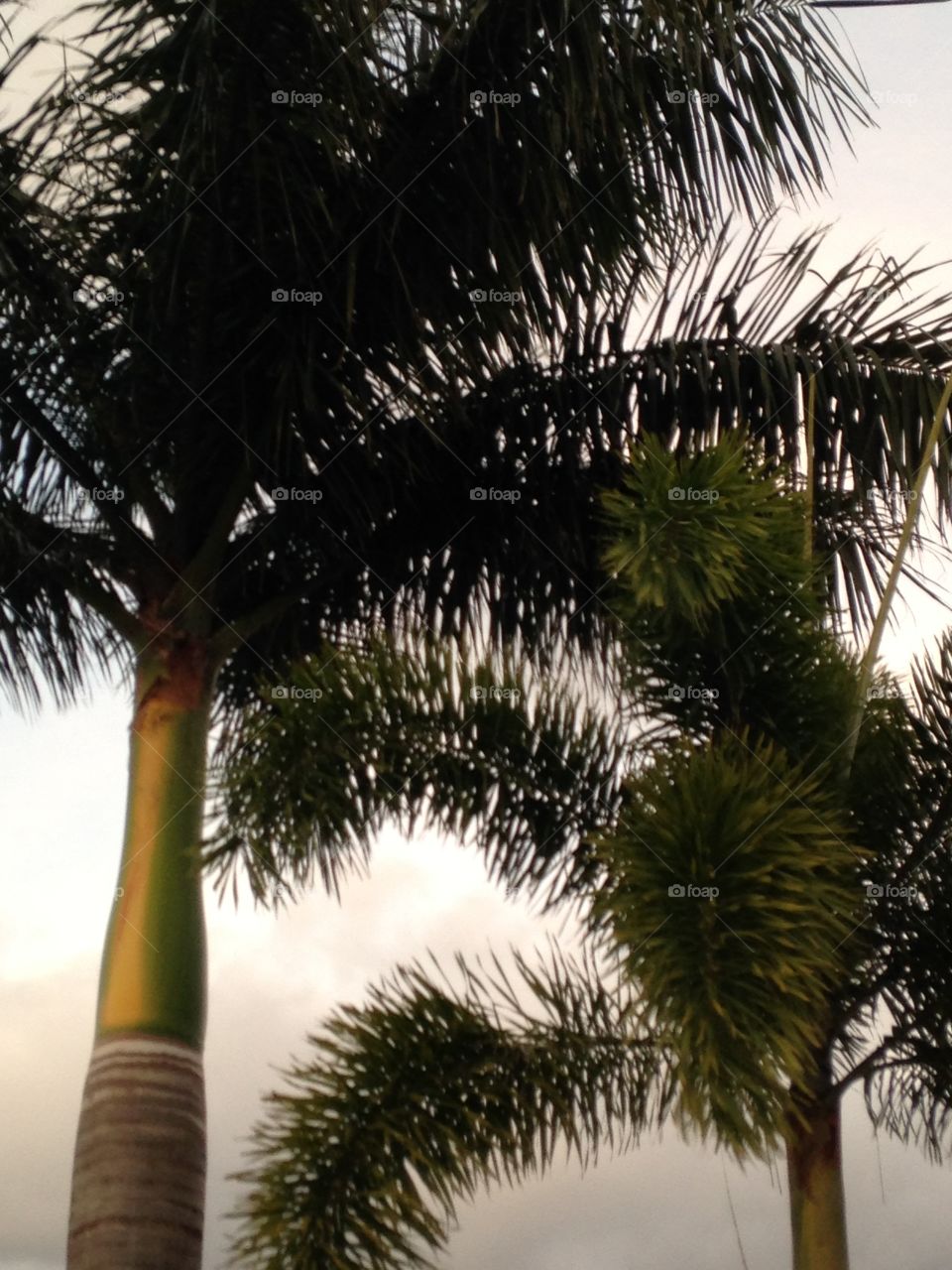 Palm trees 