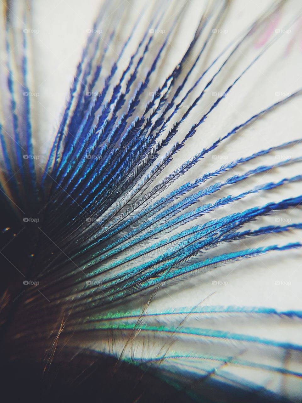 peacock feather