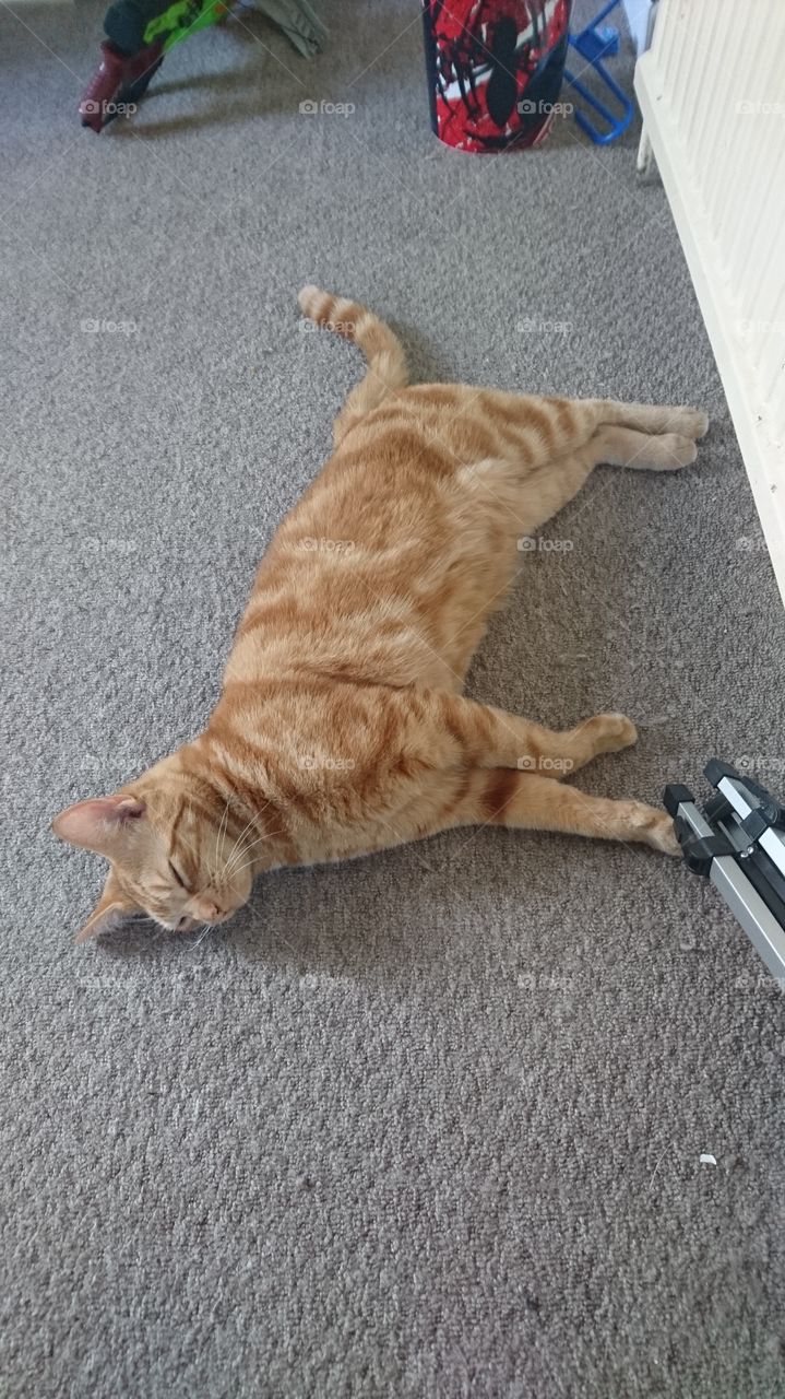 ginger cat sleeping on the carpet