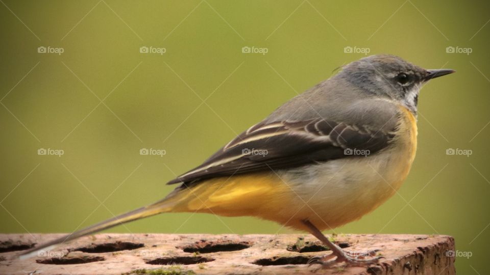 Wagtail