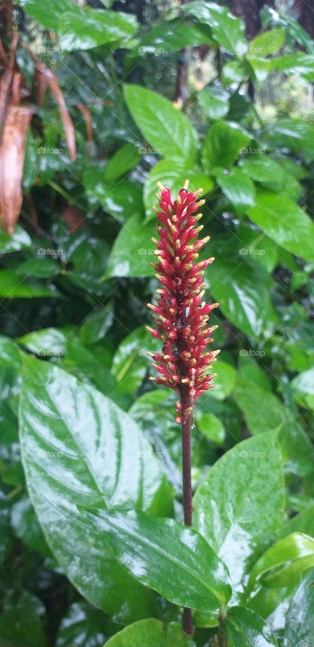 beautiful red flower's bud in rain