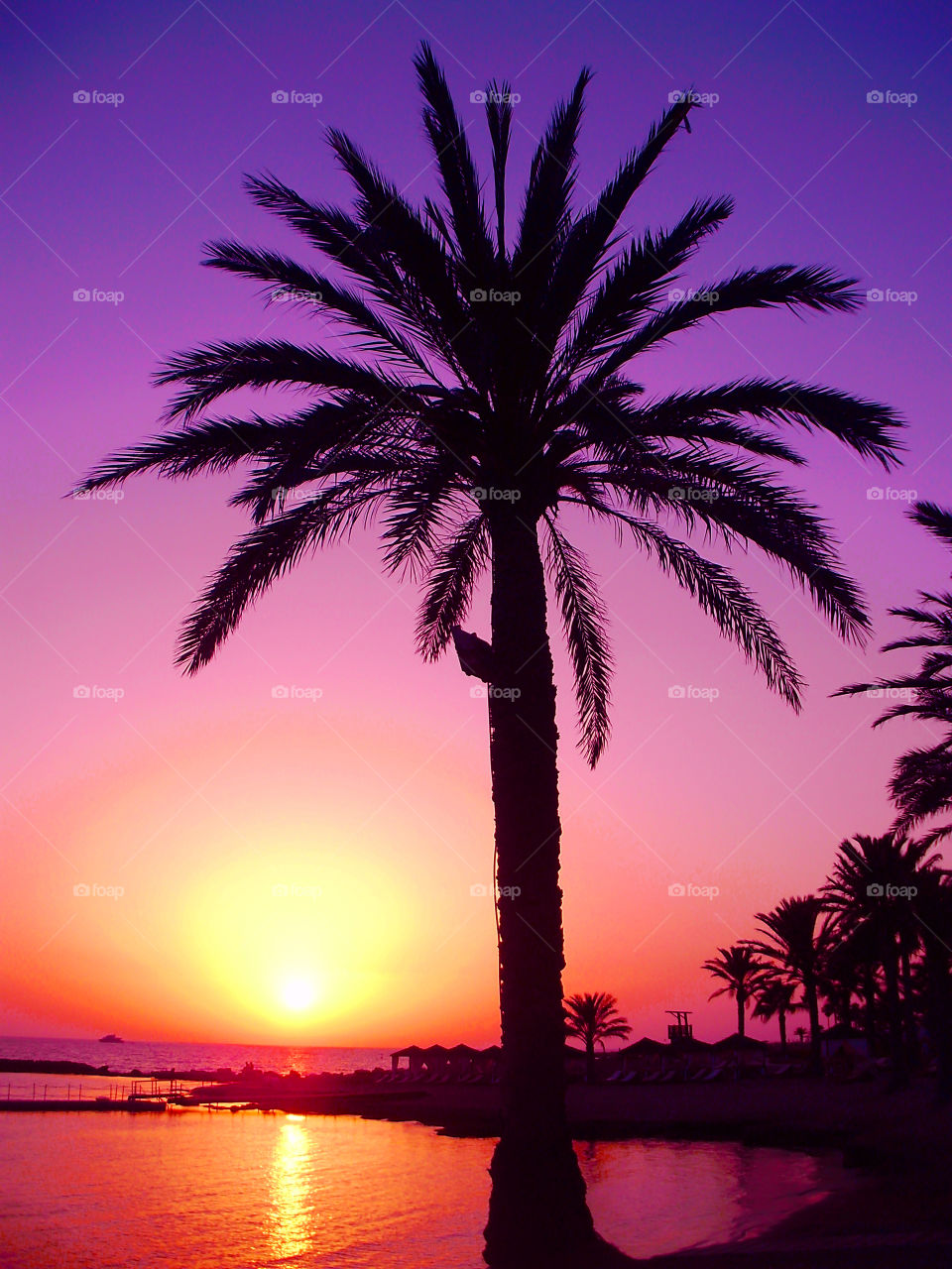 Silhouettes of palm trees at tropical beach on sunset sky background 