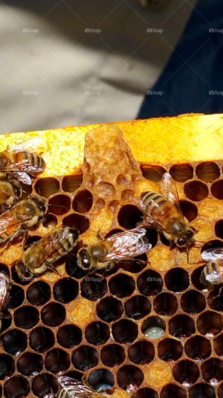 Honeycomb and Honeybees