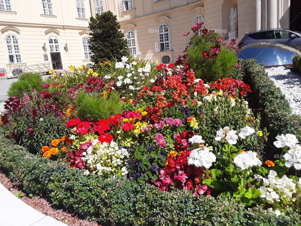 Flowers of all colours and sizes