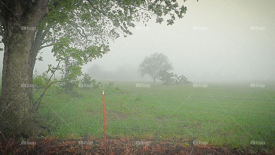 Foggy pasture. 