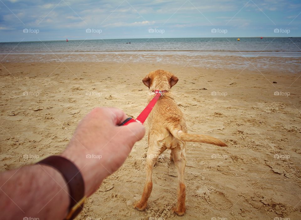 A Labrador retriever puppy pulling hard on it's leash or lead and headed for the ocean on a sunny beach in a point of view image