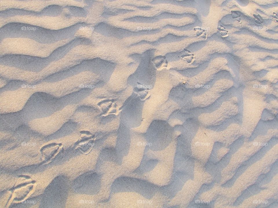 Talons in the Sand