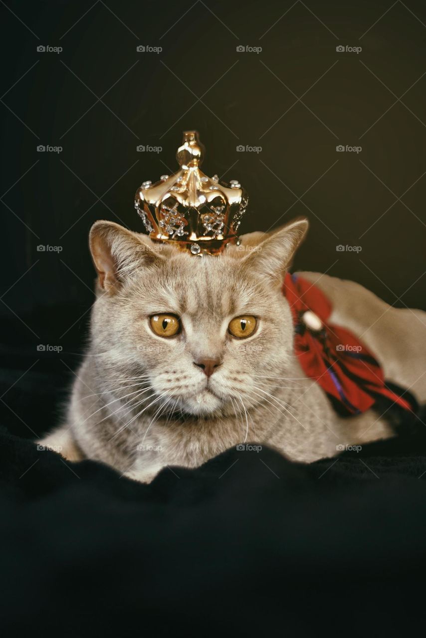 cat crowned