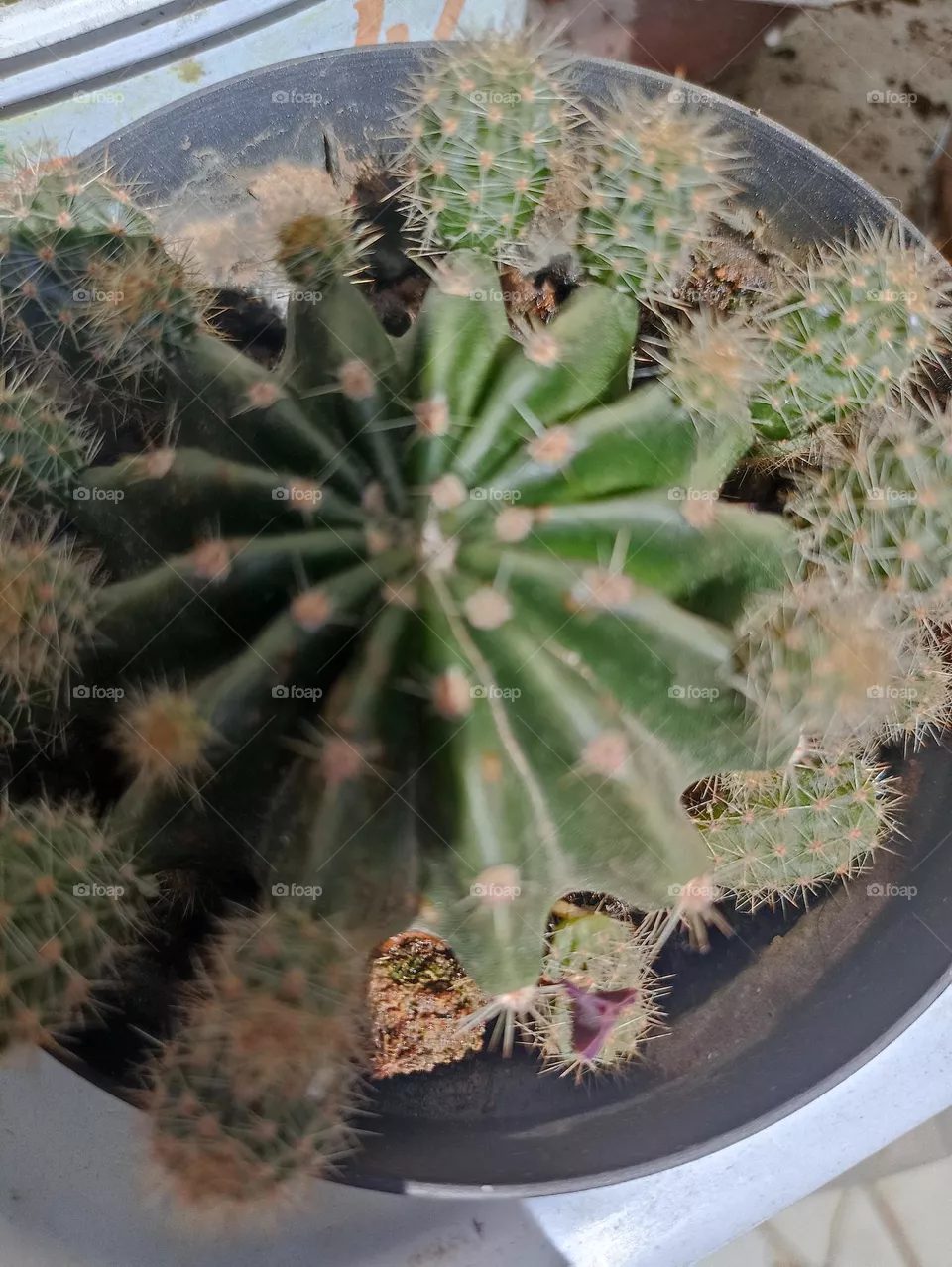 cacto