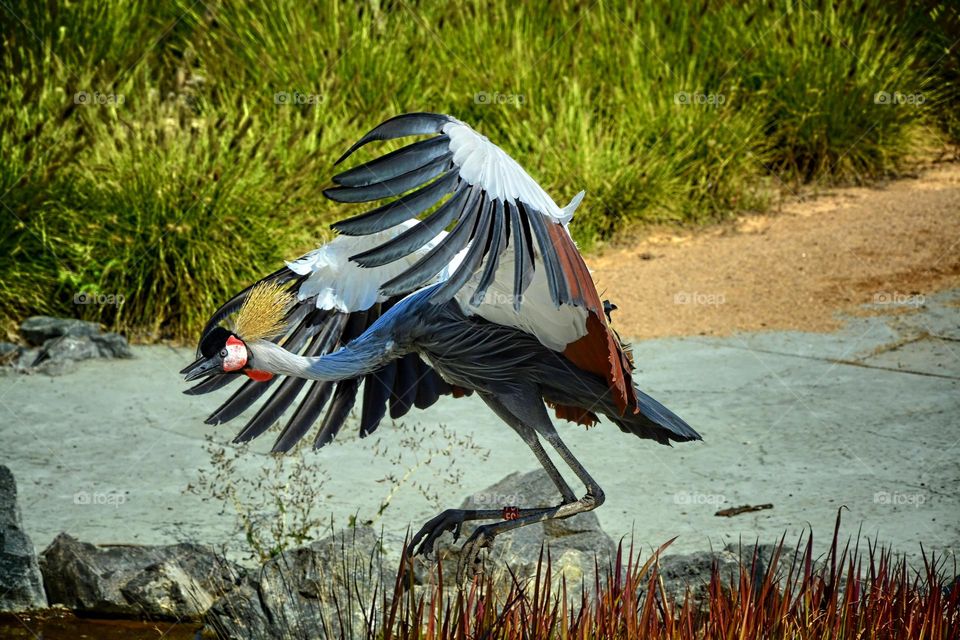 Colorful birds