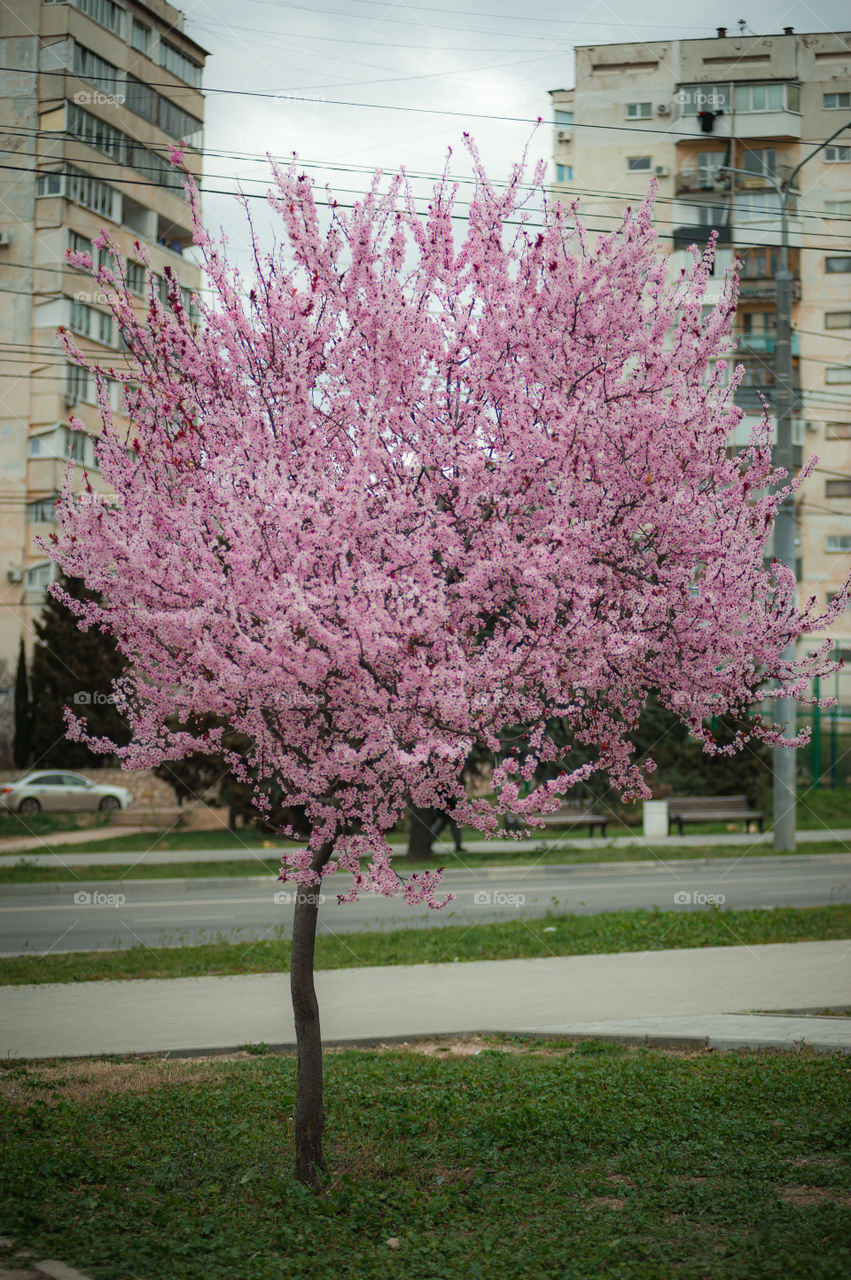 on the street in the center of Sevastopol pink trees bloomed