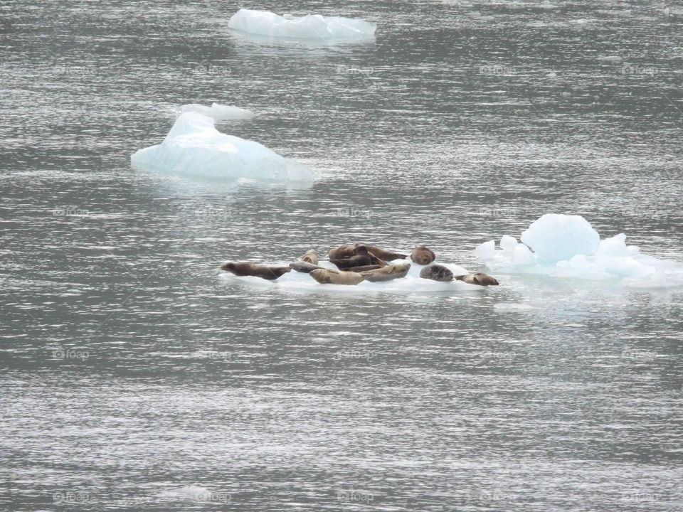 Alaska - sea lions on an iceberg