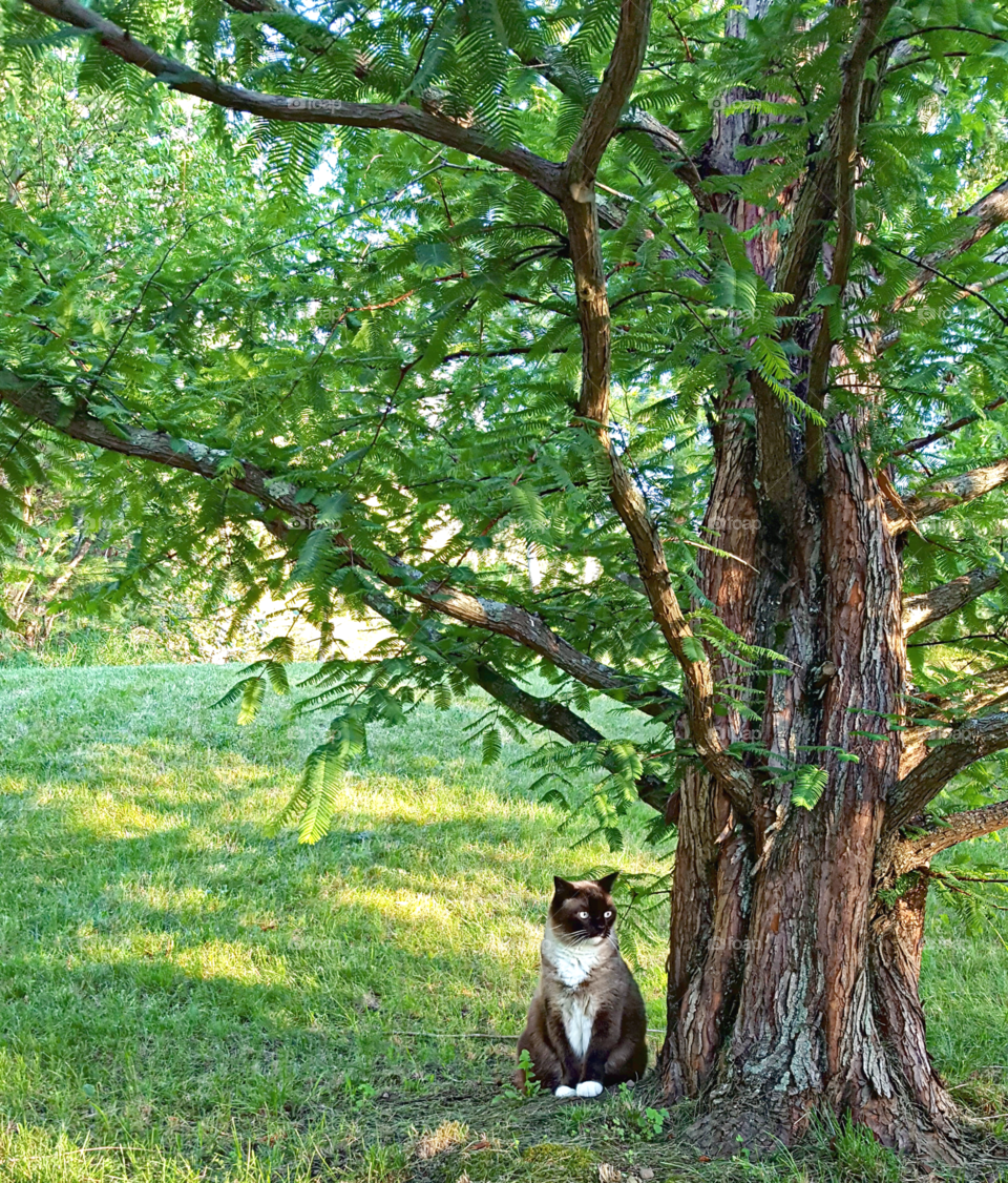 Winston in the Shade